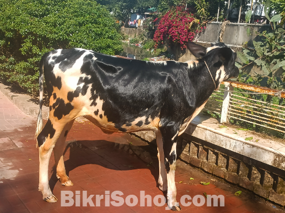 ফিজিয়ান বকনা বাচুর